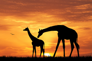 Obraz na płótnie Canvas giraffe silhouette at sunset