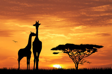 Naklejka premium baby giraffe silhouette at sunset