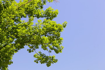 Fototapeta premium 青葉 green