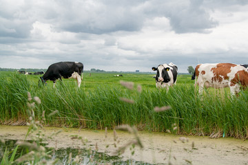 Cows in a meadow in Holland