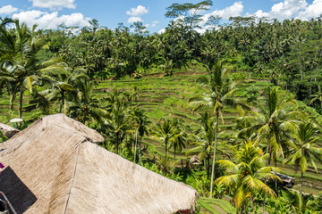 Lush green terraced farmland in Bali