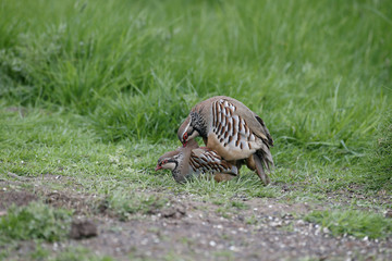 Red-legged partridge, Alectoris rufa