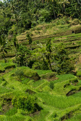 Fototapeta na wymiar Lush green terraced farmland in Bali