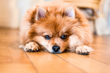 Spitz Pomeranian