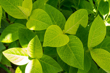 Fototapeta na wymiar Background of fresh green leaves