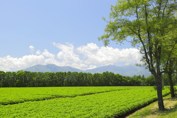 北海道の畑　Field of Hokkaido　Japan