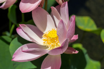 Fototapeta premium Beautiful fragrant pink water lily