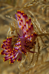 Nudibranch underwater Flabellina