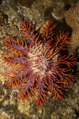 Naklejka na ściany i meble Crown of Thorns starfish
