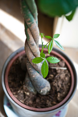 Авокадо / Avocado