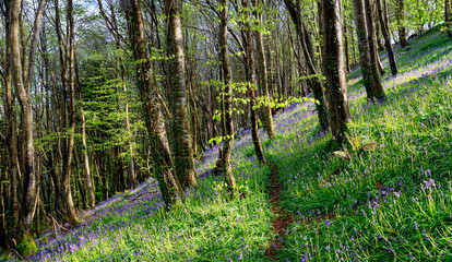 Bluebell Wood in Spring
