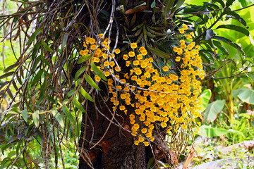 Wild orchid in Thailand