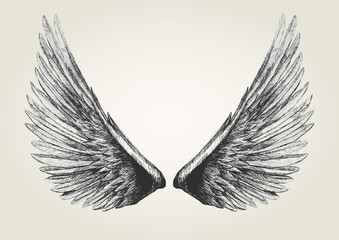 Sketch illustration of wings