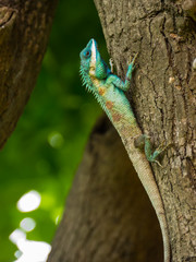 Tree lizard