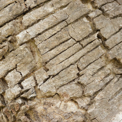 Wood bark background