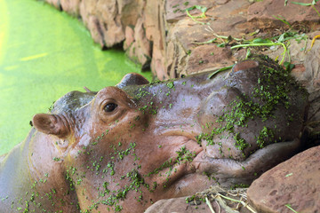 Hippo portrait in the nature