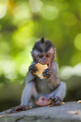 Long-tailed Macaque Monkey