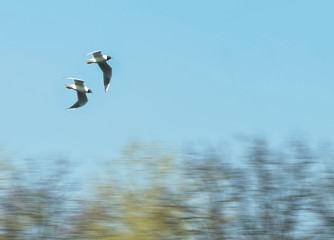 lake gulls, motion