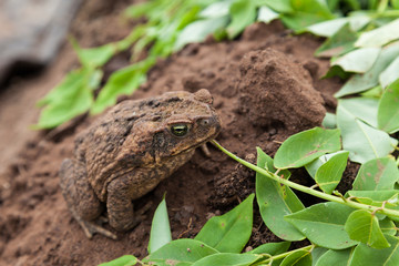 Fototapeta premium Toad with Green Eyes
