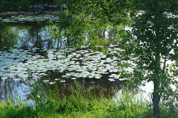Obraz na płótnie Canvas Lily in a pond