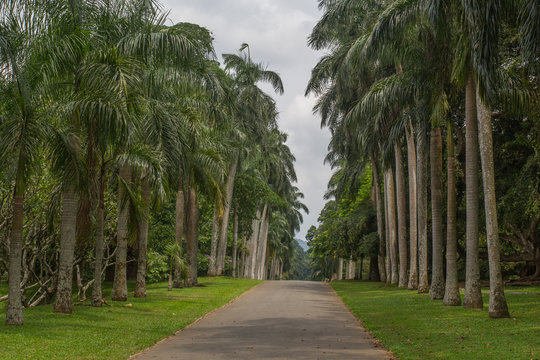 Botanical Garden Of Peradeniya