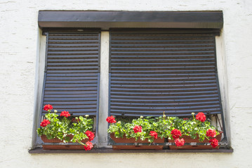 Fototapeta na wymiar Flowers on a Window