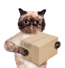 cat delivery post box