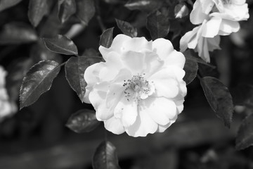 Fototapeta na wymiar White rose in close up
