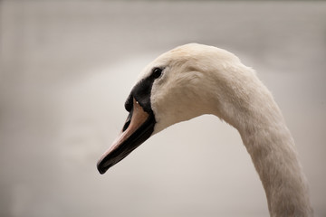 Schwan