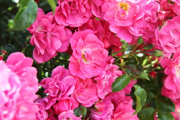 Pink roses in close up