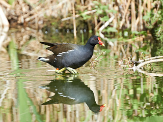 Common Moorhen (Gallinula chloropus)