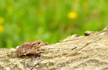 Toad frog