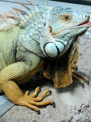 lézard