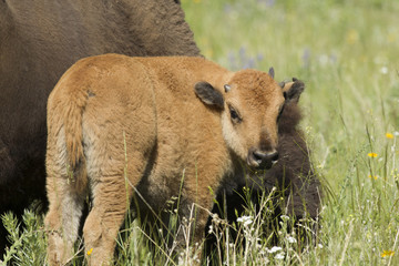 Fototapeta premium Bison calf by mother.