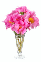 Naklejka na ściany i meble bouquet of peonies varieties Down Pink isolated on white