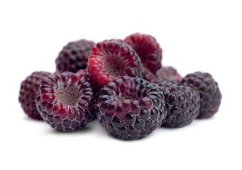 Black raspberry Cumberland © Leonid Nyshko