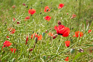 Obraz premium Red poppies