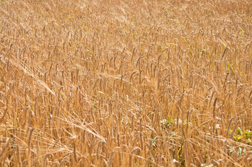 Ripe wheat