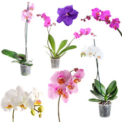Collage of beautiful orchids isolated on white