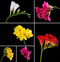 Collage of beautiful  freesias on black background