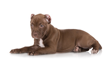 chocolate brown puppy lying down