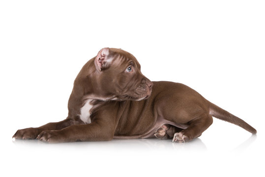 american pit bull puppy with cropped ears
