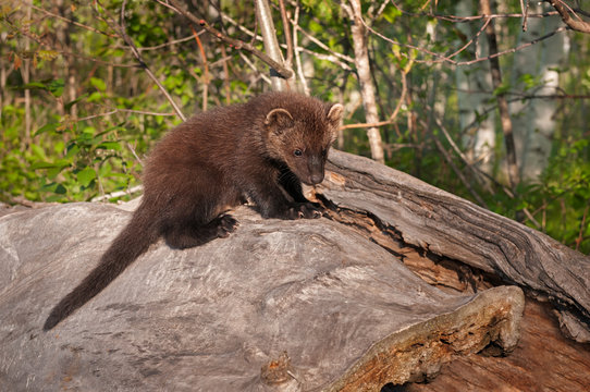 Young Fisher (Martes pennanti) on Log