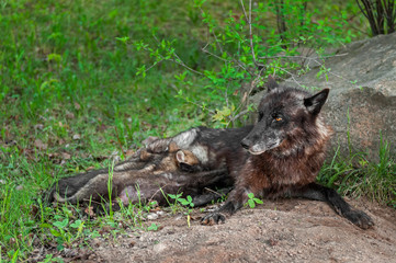 Black Wolf (Canis lupus) Feeds Pups Next to Den