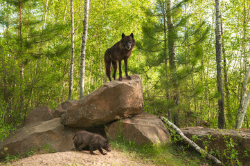 Black Wolf (Canis lupus) Stands on Top of Den