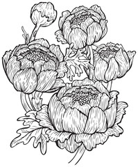 Fototapeta premium Botanical illustration