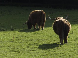 Schottische Hochlandrinder auf der grünen Weide im Sommer bei Sonnenschein im Heimat-Tierpark...