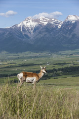 Naklejka na ściany i meble Antelope on hill with mountains.