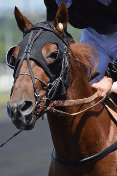 tête de cheval