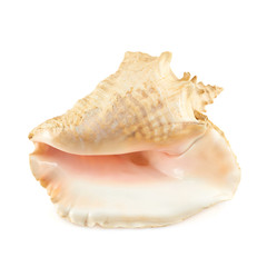 Seashell isolated over the white